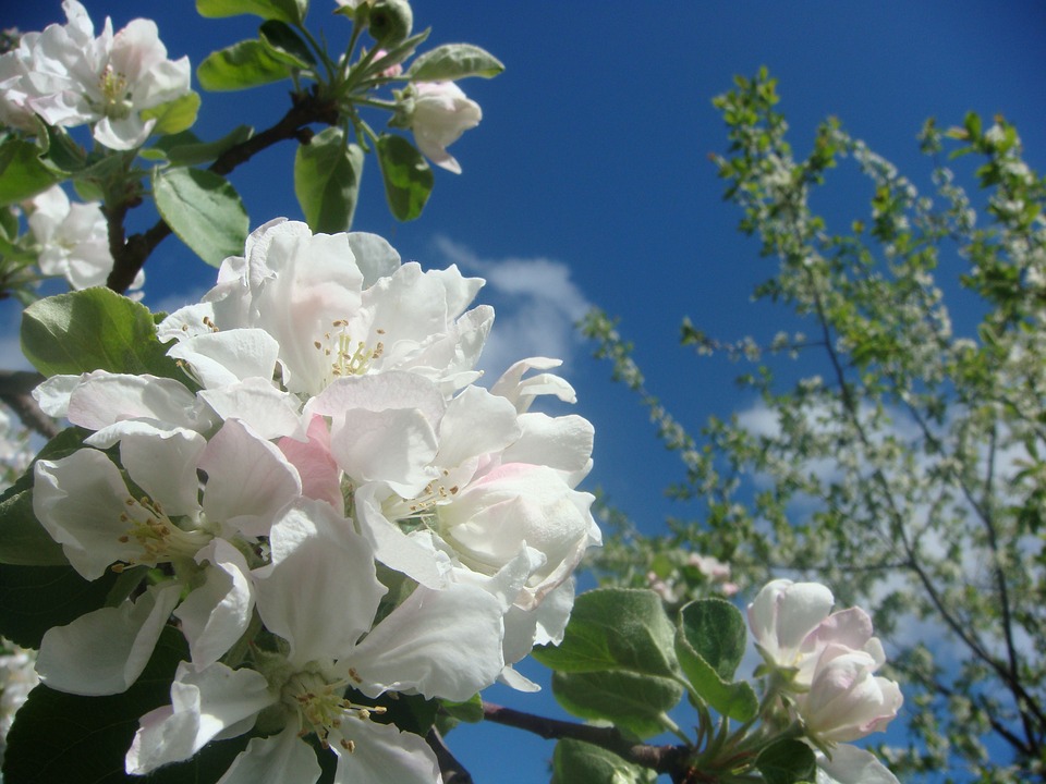 Застройку "яблоневого сада" обсудят на публичных слушаниях в Воронеже
