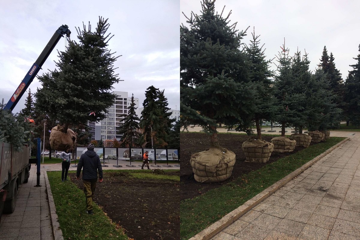 Ослабленные ели на Городской площади заменили новыми