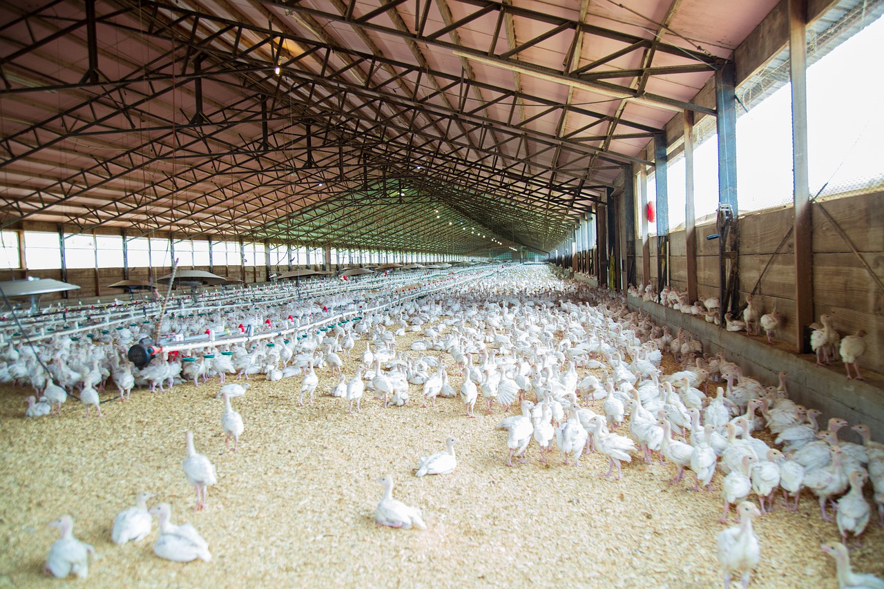 Строительство "Сергиевской птицефабрики" планируют завершить за счёт инвестора