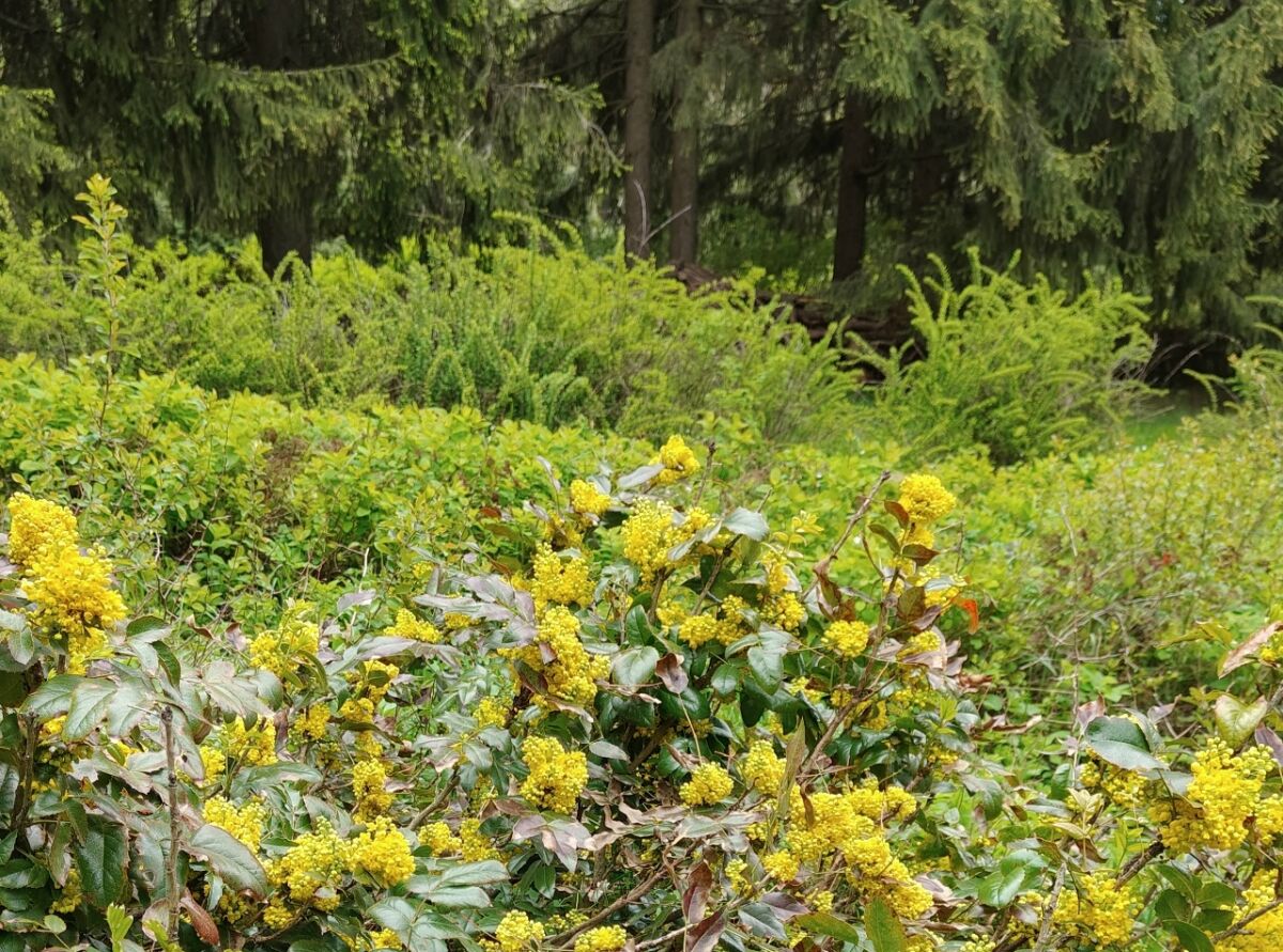 Более 21 тысячи кв. метров цветников появится в Нижнем Новгороде в 2026 году   - фото 1