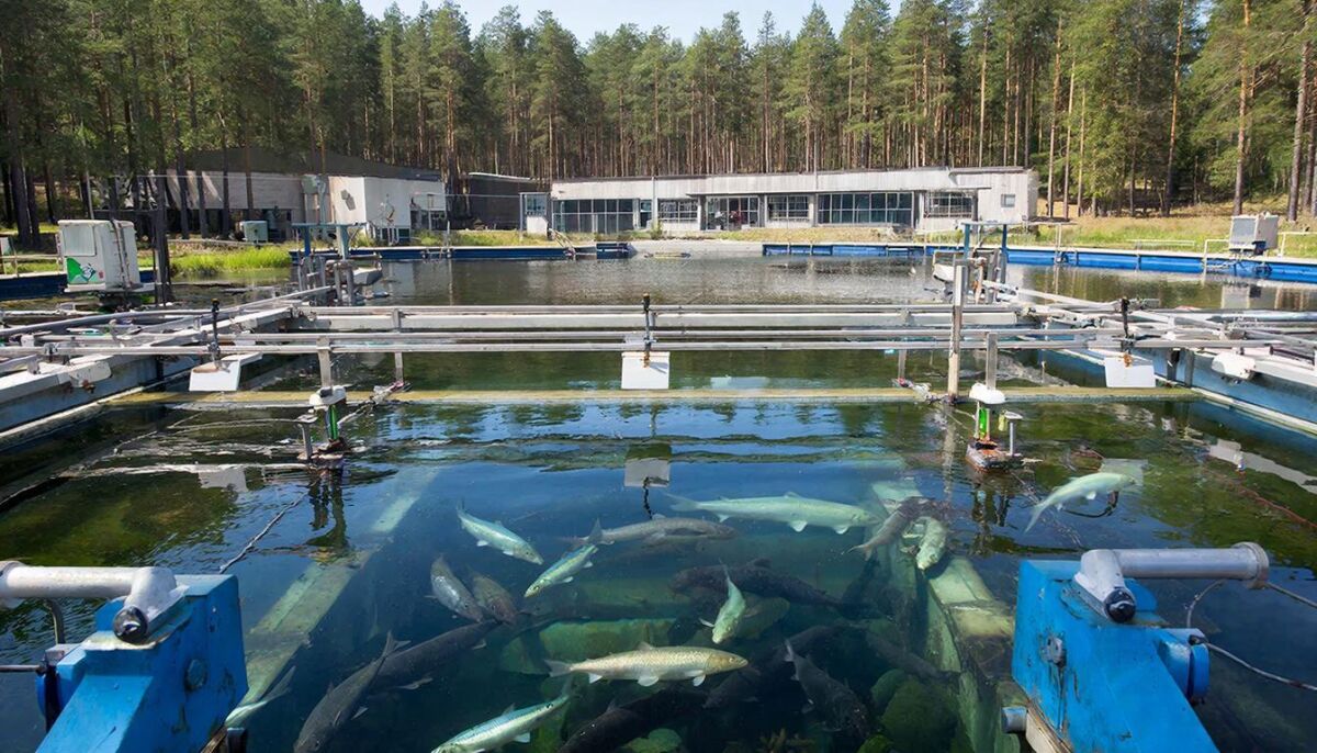 Проект реконструкции рыбоводного завода под Ростовом не прошел госэкспертизу - фото 1